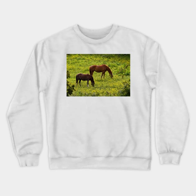 Horses grazing in a buttercup meadow Crewneck Sweatshirt by Violaman